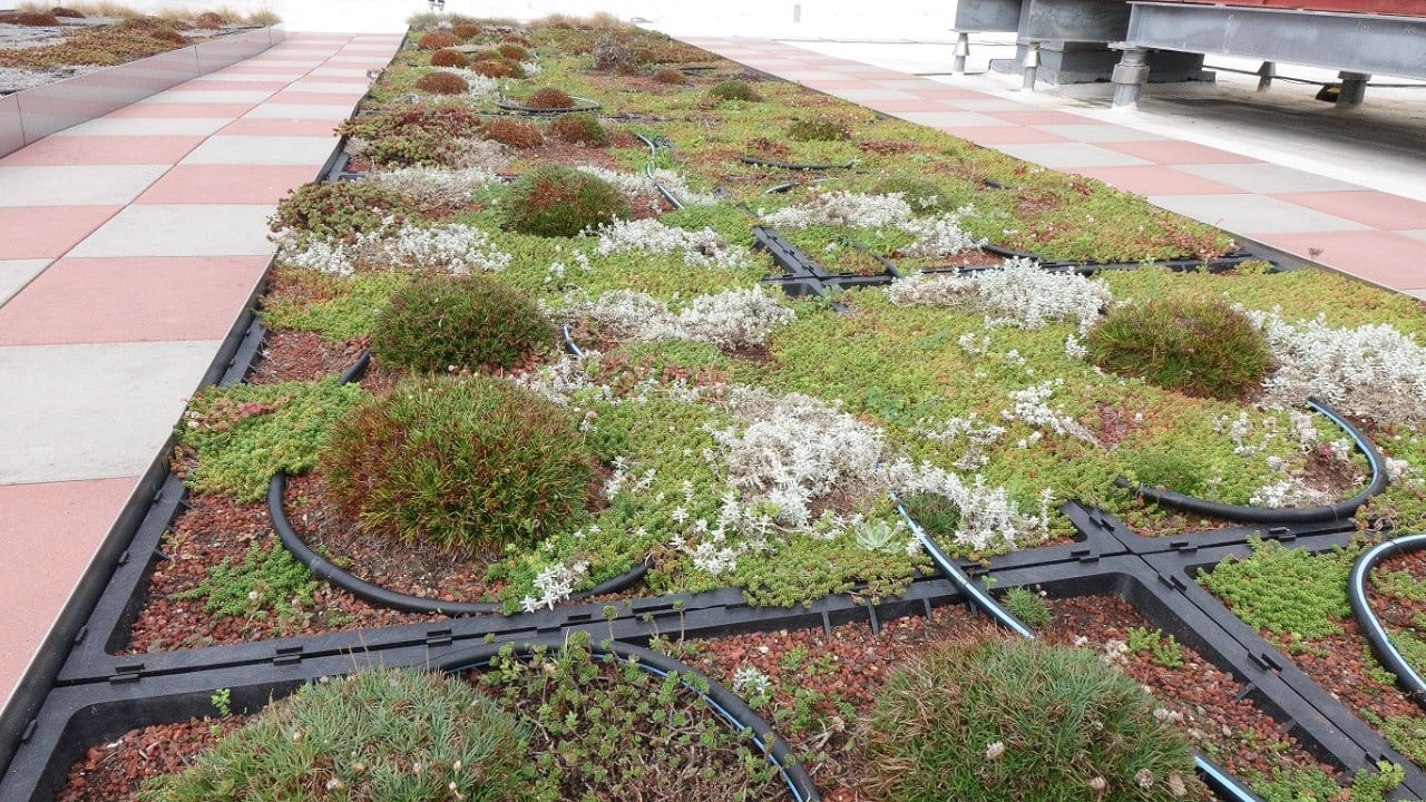 The Mint's "green roof" in San Francisco prevents rainwater from washing Freon and dirt into the sewer system.